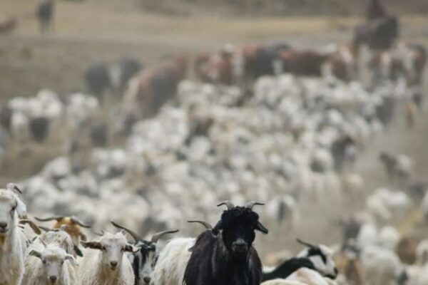 Neuquén acompaña el regreso de los veranadores