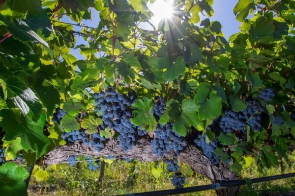 Neuquén en los primeros puestos de cultivo de la cepa emblema
