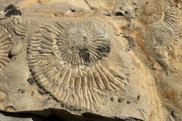 Travesía al mar fosilizado de Vaca Muerta