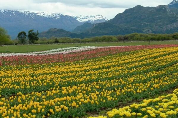 Brindarán capacitación abierta sobre el cultivo de tulipanes