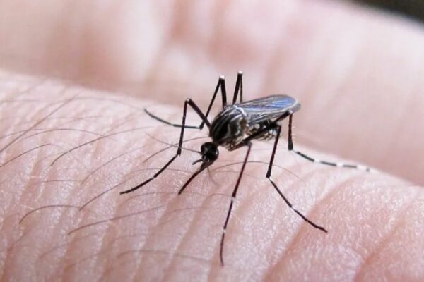 Cómo prevenir y eliminar el mosquito en casa