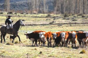 Destinan 75 millones de pesos a alimentación de ganado en la Corporación Interestadual Pulmarí