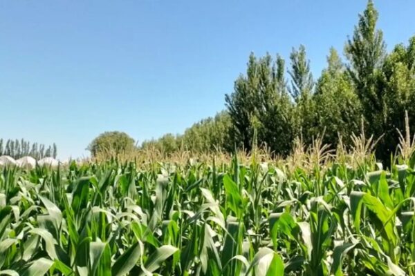 Diversificación productiva: Neuquén tiene condiciones propicias para el cultivo de maíz