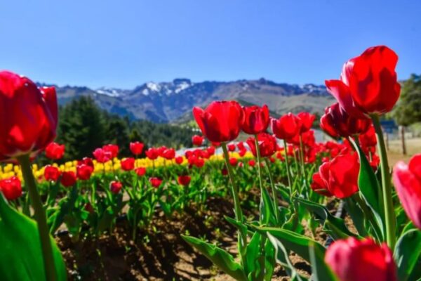 Resultados positivos de la primera temporada de tulipanes en Huinganco