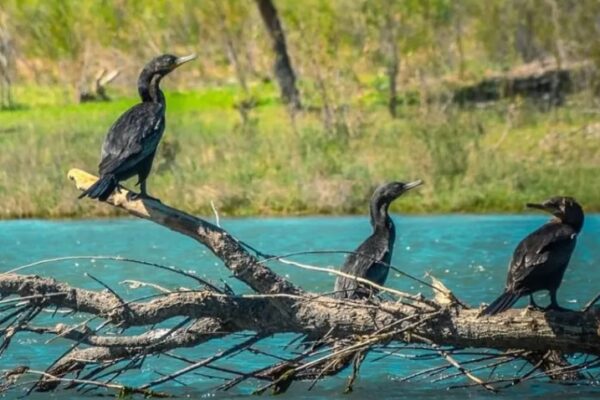 Neuquén celebra su riqueza aviar y refuerza la conservación en sus áreas naturales